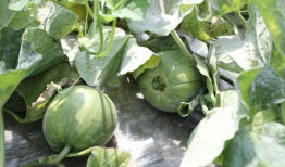 陇南吃瓜爆料是真的吗,真相揭秘，是真是假？